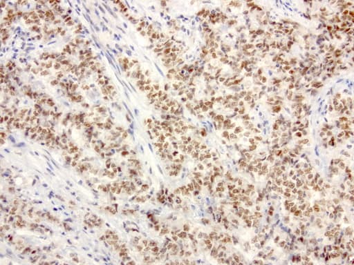 XRCC1 Antibody (clone UMAB40)