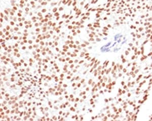 FOXA1 + FOXA2 + FOXA3 Antibody (clone FHBA1-1, Azide-free, BSA-free)