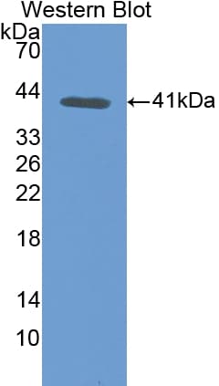 TF / Transferrin Antibody (aa360-683)