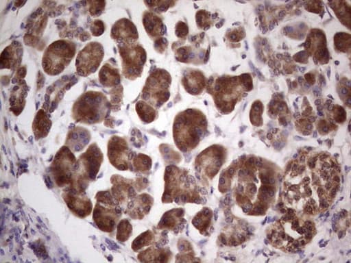 CETN1 Antibody (clone OTI1E1)