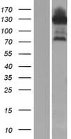 ESRP1 / RBM35A Protein (Over-Expression Lysate Myc-DDK (Flag))