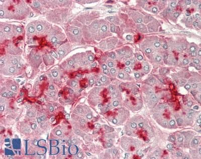 IHC-plus™ PTGER3 / EP3 Antibody (Arg39)