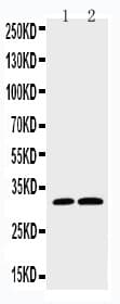 CASP3 / Caspase 3 Antibody (C-Terminus)