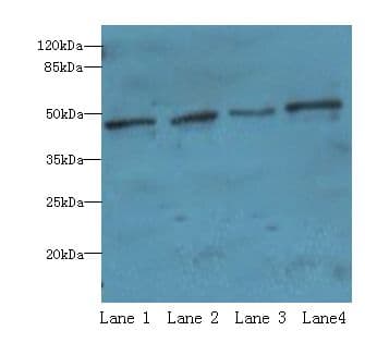 S1PR1 / EDG1 / S1P1 Antibody