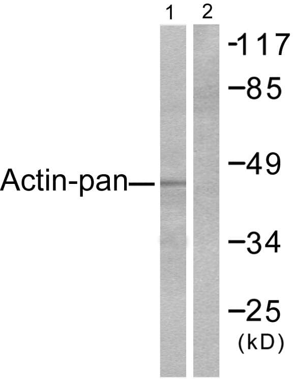 Actin Antibody