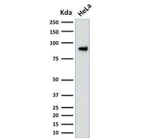 TLE1 / TLE 1 Antibody (clone TLE1/2051, Azide-free, BSA-free)