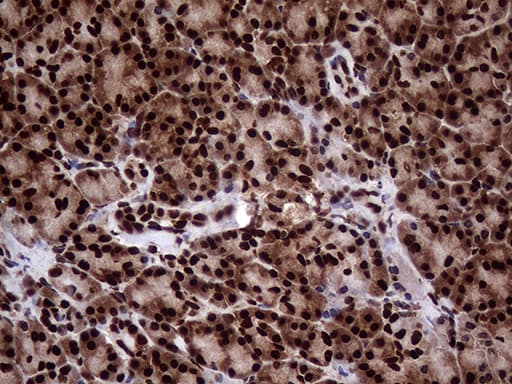 TALDO1 / Transaldolase 1 Antibody (clone OTI1E5, Carrier-free)