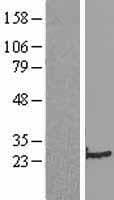 TAGLN / Transgelin / SM22 Protein (Over-Expression Lysate Myc-DDK (Flag))