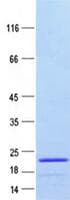 Human WNT6 Protein (Recombinant ABP-His, N-terminus)