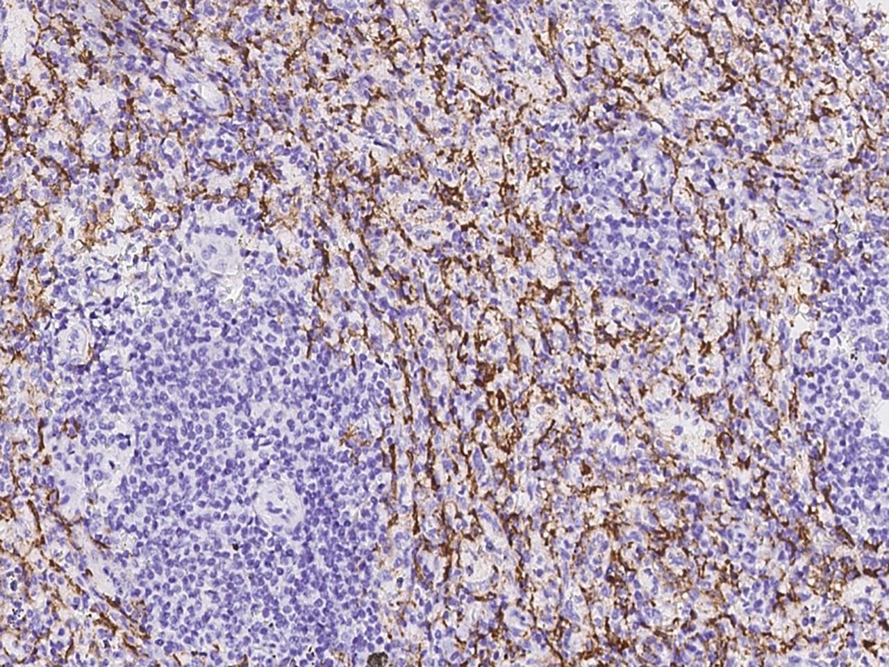 CD163 Antibody