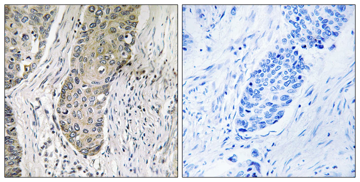 SIK3 / QSK Antibody (aa521-570)