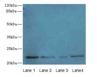 CRADD / RAIDD Antibody (Biotin)