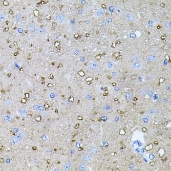 NTF4 / Neurotrophin 4 Antibody
