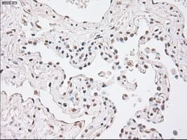 Monoclonal Mouse anti-Human GFAP Antibody (clone OTI5D7, IHC, WB)