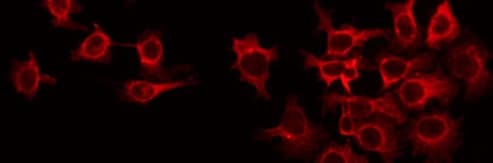 RIT1 Antibody