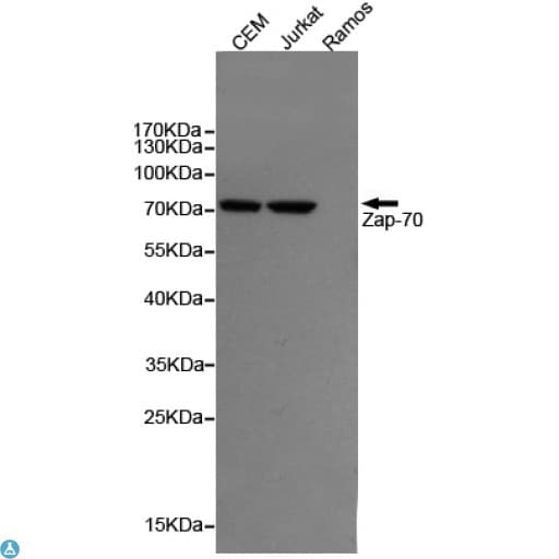 ZAP70 Antibody