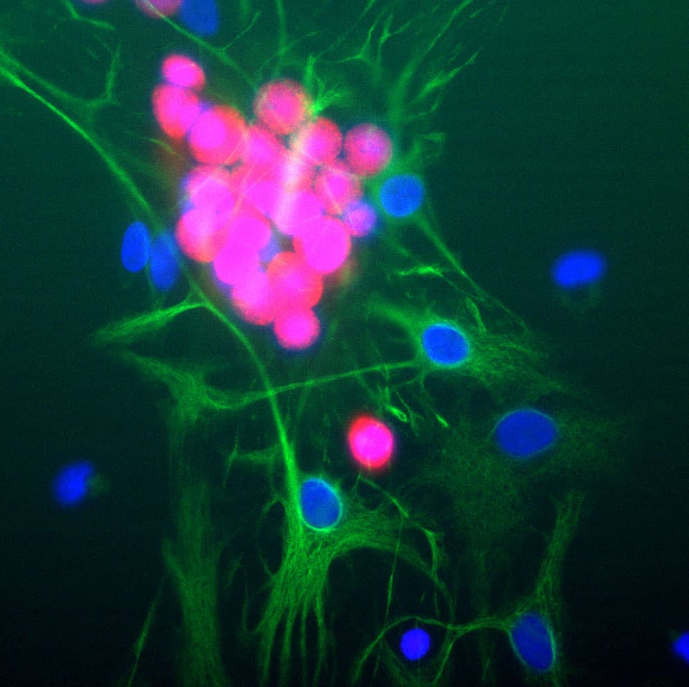 RBFOX3 / NEUN Antibody (clone 1B7)