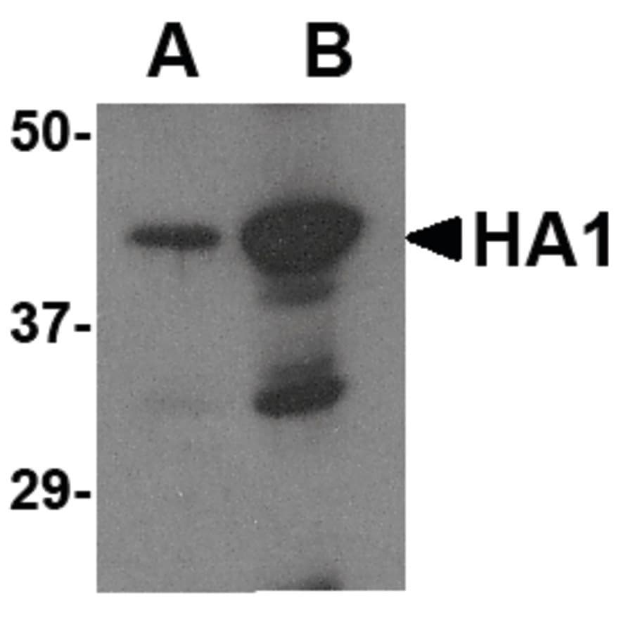 Influenza A Virus Hemagglutinin Antibody