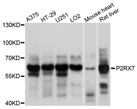 P2RX7 / P2X7 Antibody