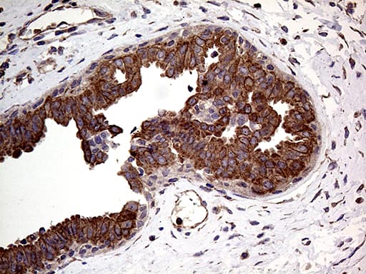 Monoclonal Mouse anti-Human ARHGEF18 Antibody (clone OTI6D10, aa118-215, IHC, WB)