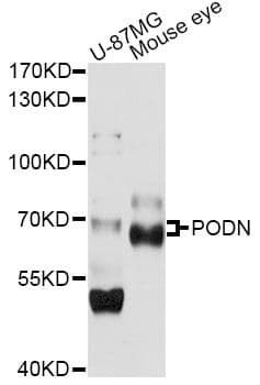 PODN Antibody
