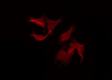 Polyclonal Rabbit anti-Human LRP11 Antibody (IF, WB)