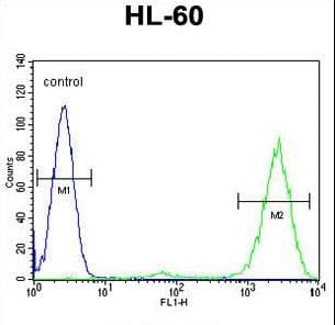 Polyclonal Rabbit anti-Human PTMA / Prothymosin Alpha Antibody (aa1-31, IHC, WB)