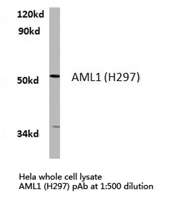 IHC-plus™ AML1 / RUNX1 Antibody (His297)