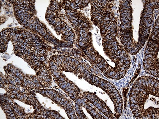 Monoclonal Mouse anti-Human CYP7B1 Antibody (clone OTI1G7, aa263-506, IHC, WB)