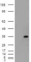 EPCAM Antibody (clone OTI4G10)