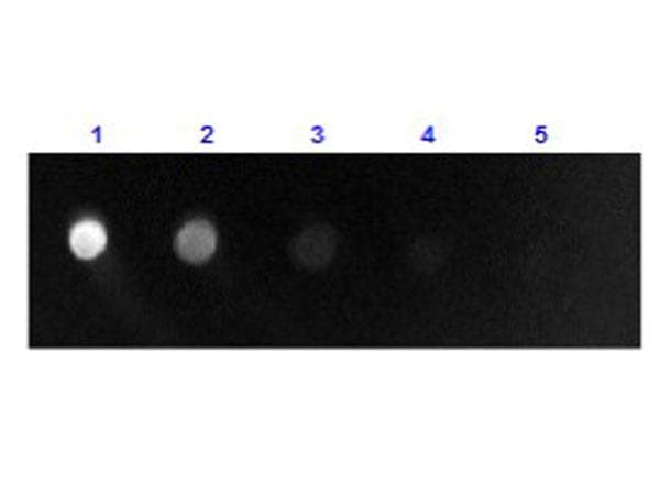 Rabbit Anti-Sheep IgG Fab'2 Secondary Antibody (FITC)