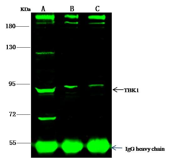 Polyclonal Rabbit anti-Human CTNNA3 / Alpha-3 Catenin Antibody (Preservative Free, WB)