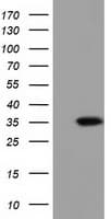 SDR9C7 Antibody (clone OTI3E4)