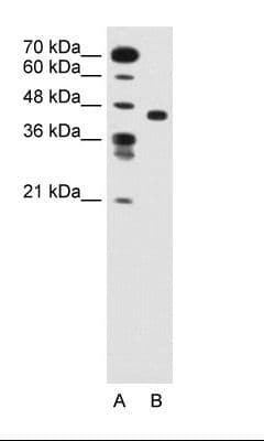 SLC35C1 Antibody (aa51-100)