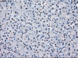 PPP5C Antibody (clone OTI1G2)