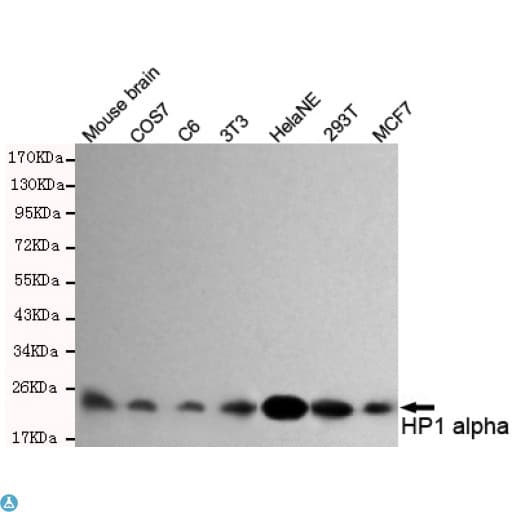 CBX5 / HP1 Alpha Antibody