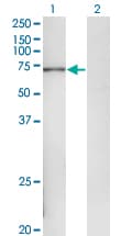 POLA2 / DNA Polymerase Alpha 2 Antibody (clone 2A8)