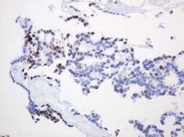 PCNA Antibody (clone OTI4G3)