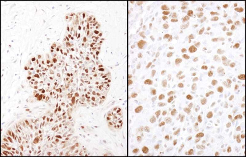 Polyclonal Rabbit anti-Human MCM2 Antibody (phospho-Ser41, IHC, WB)