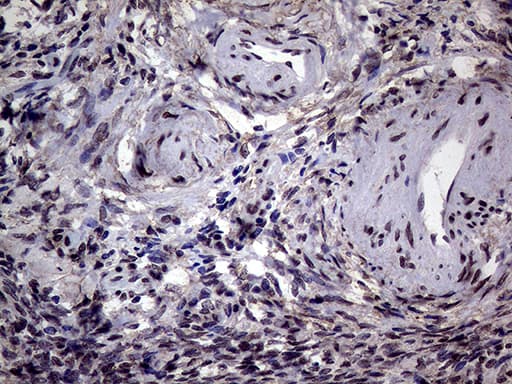 AGR2 Antibody (aa21-175, clone OTI5E10)