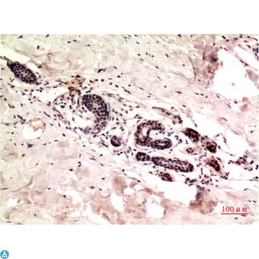 TUBG1 / Tubulin Gamma 1 Antibody