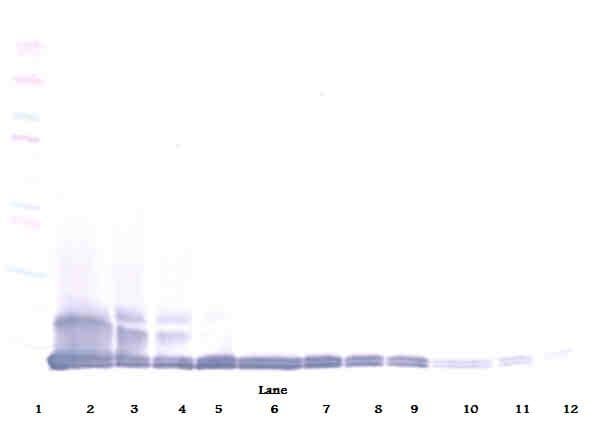 Ccl12 / MCP5 Antibody
