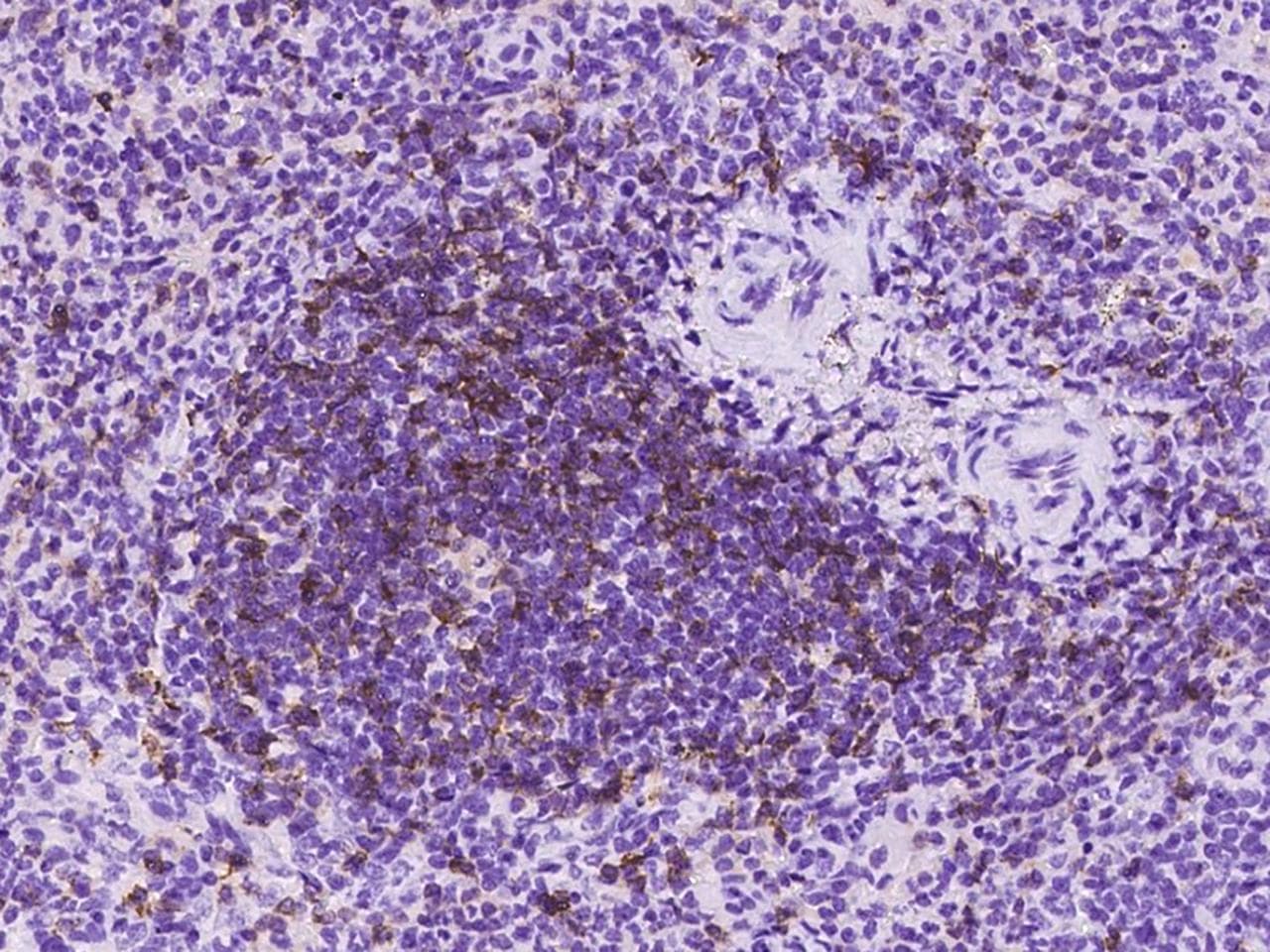 CD8A / CD8 Alpha Antibody (Preservative Free)