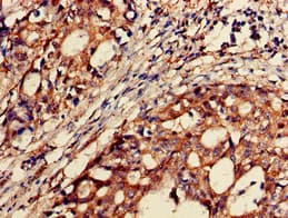 BACE2 Antibody