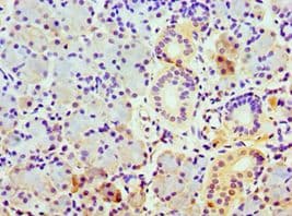 COPS7A Antibody (aa1-275)