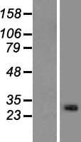 Human C13orf39 Protein (Over-Expression Lysate Myc-DDK (Flag))