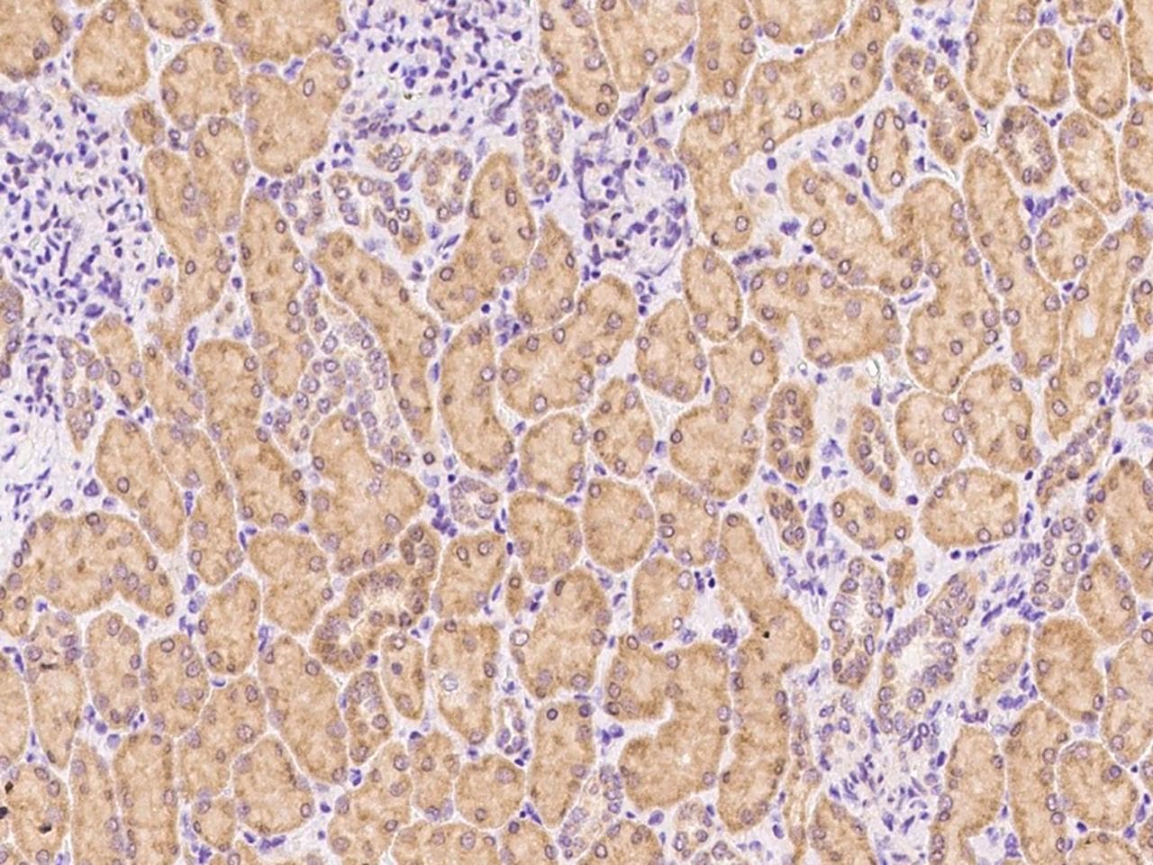 Polyclonal Rabbit anti-Mouse MIA40 / CHCHD4 Antibody (Preservative Free, IHC)