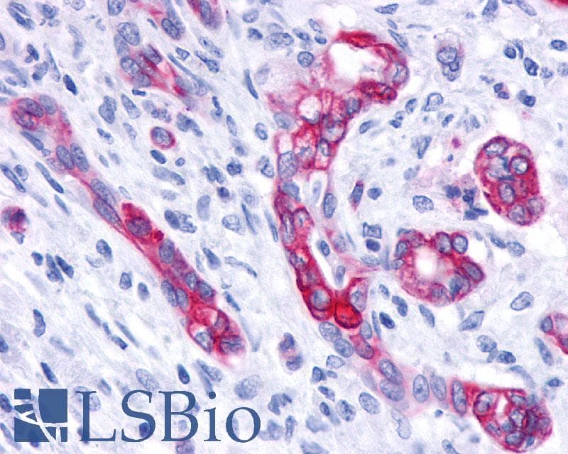 PathPlus™ Polyclonal Rabbit anti-Human GPBAR1 / TGR5 Antibody (C-Terminus, IHC)