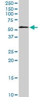 STK3 Antibody (clone 4F7)