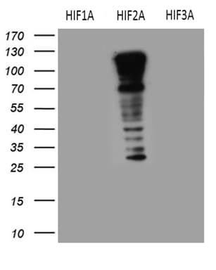 Monoclonal Mouse anti-Human HIF2A / EPAS1 Antibody (clone OTI2A6, aa584-870, IHC, WB)